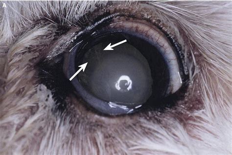  Your vet will be able to differentiate sclerosis of the lens from cataracts and other eye changes that can cause similar signs like glaucoma , using tools such as an ophthalmoscope and tonometry checking eye pressures
