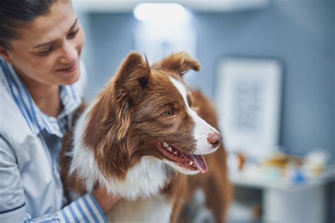  Your vet will be able to help you know what serving size is appropriate, how often your dog can have CBD, and address any other breed or weight considerations