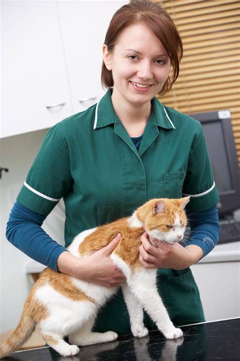  Your vet will be able to provide specific advice based on your cat