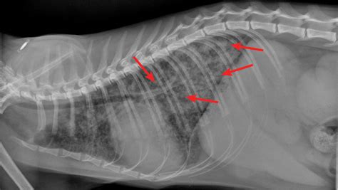  Your veterinarian must be included to officially determine if your cat has asthma! In addition, chest x-rays will be required in almost all situations to confirm the diagnosis of feline asthma
