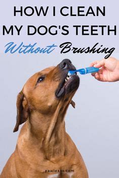  Your veterinarian will also advise you on brushing and grooming, cleaning ears, teeth, and anal sacs, trimming the nails, and checking paw pads