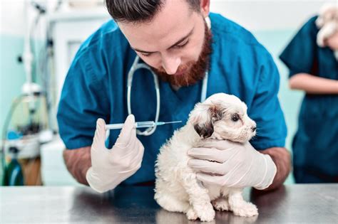  Your veterinarian will consider the risk factors and advise you on which vaccines are best for your puppy during the first vet visit