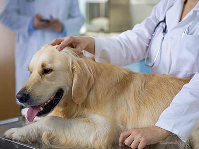  Your veterinarian will give your pup a thorough examination, help keep you on track with immunizations and may suggest heart worm and flea tick preventatives