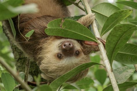  wild sloth