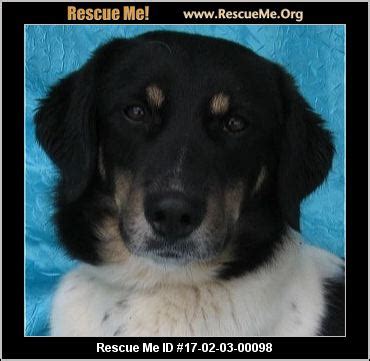 - New York Border Collie Rescue - ADOPTIONS