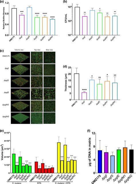 -Effects of S. mutans biofilms with different EPS contents on H. pylori ... - wintechmobiles.com