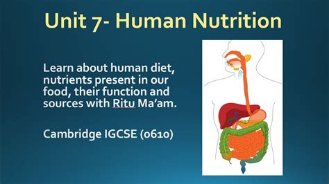 . The main steps of nutrition in humans are and - pw.live