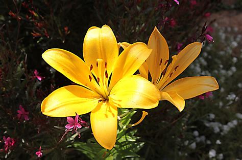 .Lírios. Onlyfans Leaked [CLIP] 💦