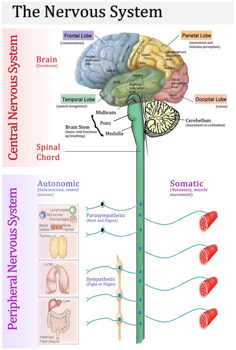 01 04 Basic Orientation in the Human CNS