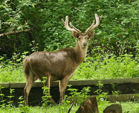 01 Rusa Timor - Universitas Gadjah Mada - muktibox.com
