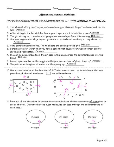 02 Diffusion And Osmosis Worksheet
