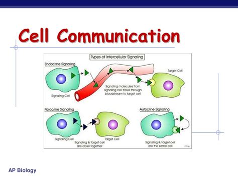 037 Cell Communication Bozemanscience Cell Communication Worksheet Answers - Cell Communication Worksheet Answers