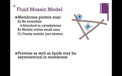 057-Anchored Proteins & the Fluid Mosaic Model - YouTube