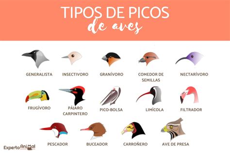 06 Aves Tipos De Pico