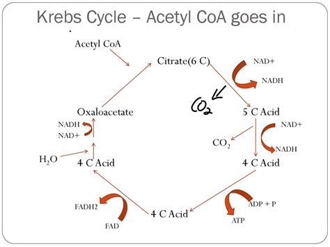 09. What goes into the Krebs cycle a. Acetyl c. Pyruvate Q9. What is