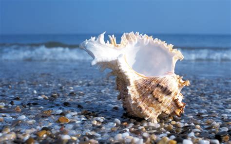 1,000+ Free Beach Shells & Shell Images - Pixabay