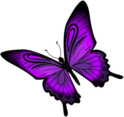 1,000+ Free Purple Butterfly & Butterfly Images