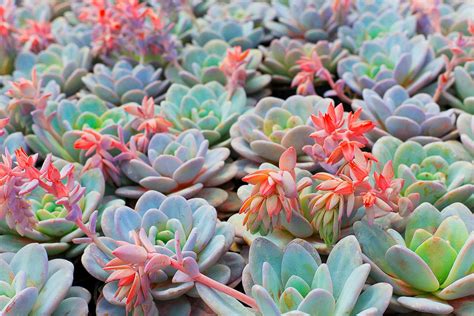 1,000 Types of Succulents With Pictures [Succulent …