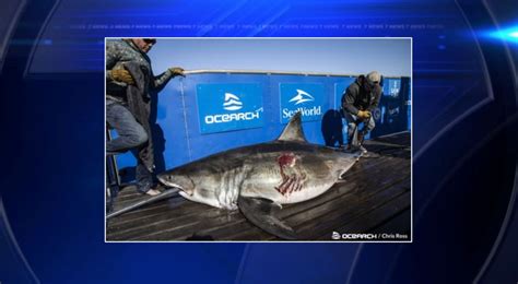 1,000-pound, 11-foot great white shark ‘Maple’ pings off Florida coast