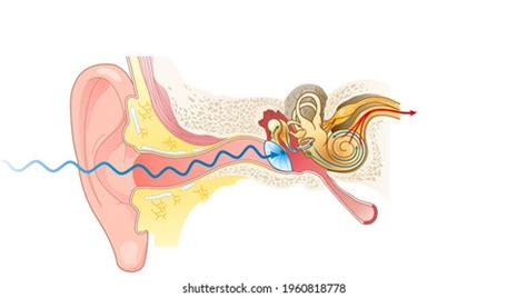 1,045 Tympanic Membrane Images, Stock Photos & Vectors