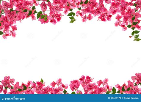 1,162 Bougainvillea Frame Stock Photos - Dreamstime