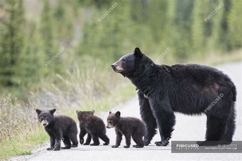 1,210 Black Bear With Cubs Premium High Res Photos