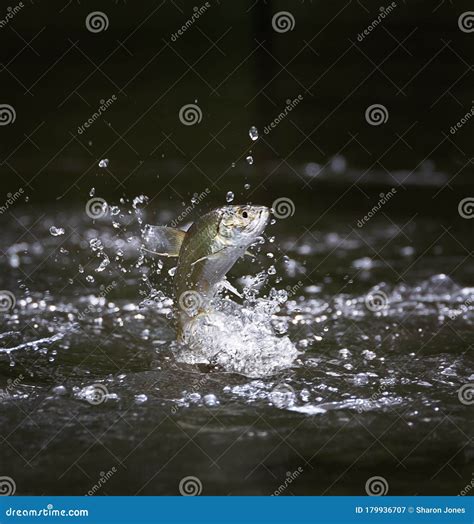 1,220 Leaping Fish Stock Photos, Images & Pictures - Dreamstime