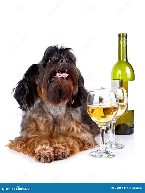 1,257 Dog Wine Glass Stock Photos, Images & Pictures