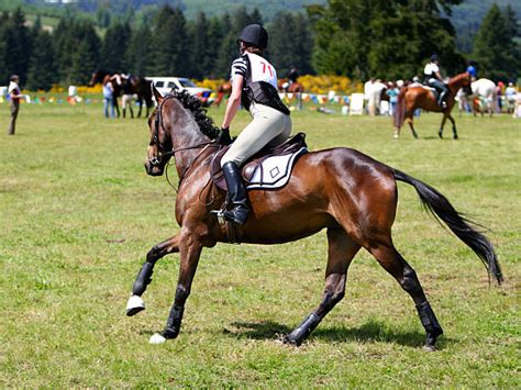 1,314 Eventing Stock Photos, Images & Pictures - Dreamstime