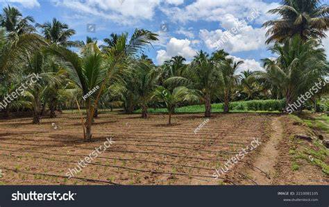 1,853 Coconut Farm Young Stock Photos - Dreamstime - raincitystudios.com