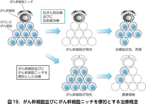 1）がん治療研究においてがん幹細胞を標的とした治療研究が進展している一方で、ニッチ を標的とした研究は未開拓の領域であり、それを推進する点が本研究計画の特色であ.