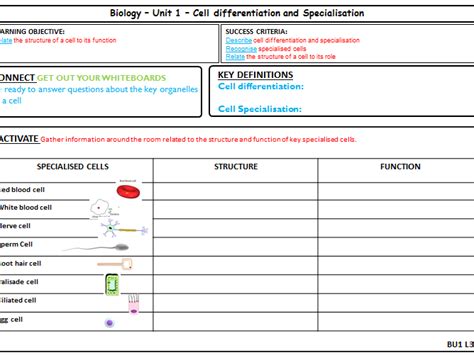1 1 3 Cell Specialisation Aqa Gcse Biology Cell Specialization Worksheet - Cell Specialization Worksheet
