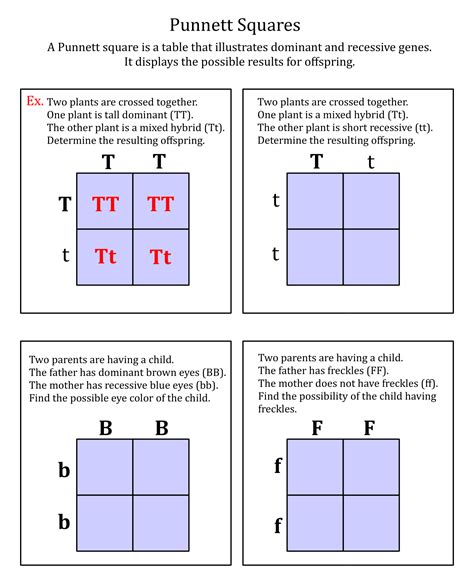 1 10 Practice Punnett Squares And Probability Punnett Square Practice Worksheet Answer Key - Punnett Square Practice Worksheet Answer Key