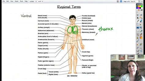 1 6 Anatomical Terminology Anatomy And Physiology Openstax Human Body With Labels - Human Body With Labels