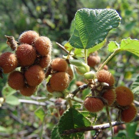 1 Grewia Villosa Stock Photos, Images & Photography - Shutterstock