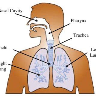 1 Human airway. Diagram adapted from [62]. Download Scientific Diagram