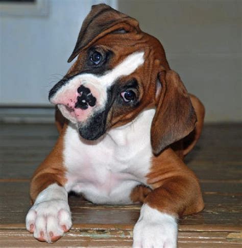 1 Month Boxer Puppy