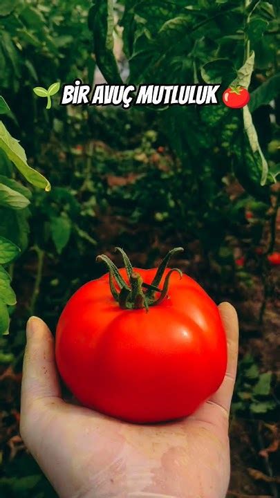 1 avuç mutluluk YouTube.