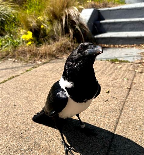 1 bird that escaped Oakland Zoo remains on the loose