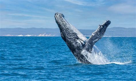 1 dead, 1 in hospital after breaching whale capsizes boat in Australia