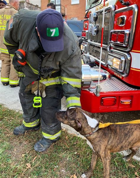 1 dog receiving emergency care, 2 others killed in DC apartment fire