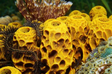 1 Examine The Specimens Of Sponges On The Invertebrate Lecture Worksheet Answer Key - Invertebrate Lecture Worksheet Answer Key