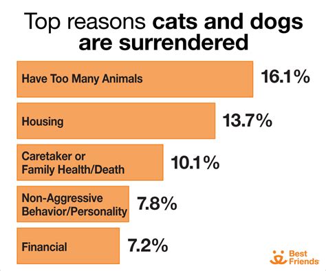 1 in 6 dog owners surrendered a pet in last year, survey says
