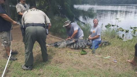 1 killed near Clearwater believed to be mauled by alligator