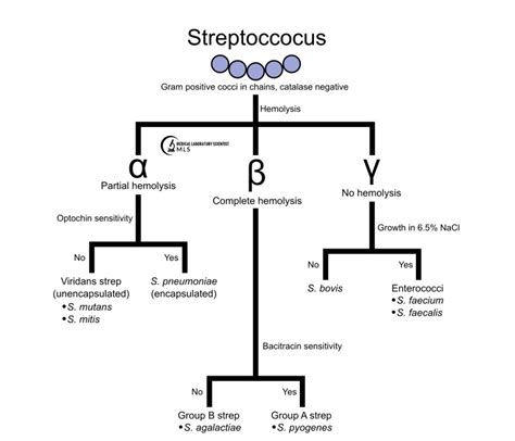 1 Streptococcus Classification 1 Tufts Opencourseware
