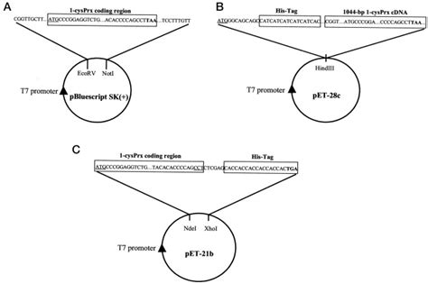 1-Cys Peroxiredoxin, a Bifunctional Enzyme with ... - ScienceDirect