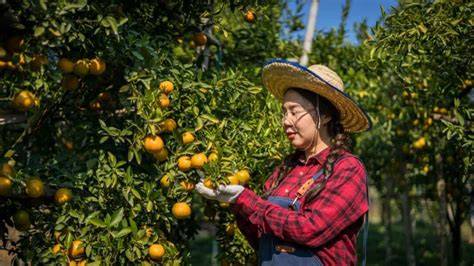 1. Citrus Fruits Farming, Processing Industry & Agri-tourism - raincitystudios.com