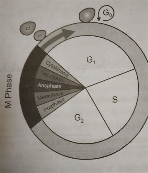 1. Describe the 3 part of interphase. - Brainly.com