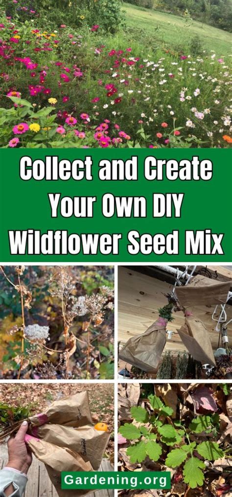1. How to collect wildflower seed to create a wildflower ... - raincitystudios.com