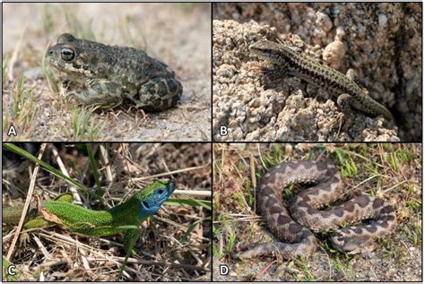 1. Lay Out Herpetofauna - Neliti - raincitystudios.com